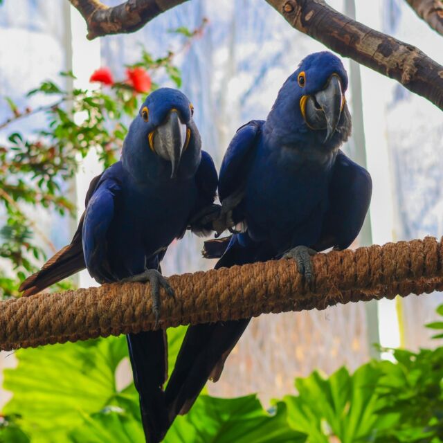 Our Faces of the Rainforest building has re-opened! 🌺 Our rainforest residents are back in action and ready for visitors. 🦥

Thank you for your patience and understanding as we made some necessary building updates and improvements. See you soon! 😊