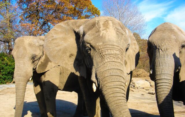 In late 2027, our beloved African elephants—Alice, Kate and Ginny—will be moving to an accredited facility for the companionship they will need as they age in their geriatric years. These magnificent elephants have been a cherished part of the Roger Williams Park Zoo family and the Rhode Island community for 34 years.

We’ve watched them grow, thrive and bring joy to generations of guests. They will always be in our hearts. Elephants are highly social, and we are committed to making sure Alice, Kate and Ginny are never alone. It is not feasible to bring other elephants to the Zoo, so we plan for them to join a larger herd in 2 years.

We understand that this news brings up strong emotions, which we share. The well-being of the elephants—and all the animals at the Zoo—must always come first, and their best interest guides our actions. Our dedicated animal care team is collaborating with other experts to plan a smooth transition for Alice, Ginny and Kate over the next two years. For more information, please visit our website: www.rwpzoo.org/zoo-elephants-going-to-new-home-in-2027.