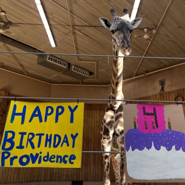 A very special giraffe named Providence (aka Nugget) turned 4 today! 🥳🎉 Help us wish her a Happy Birthday with a 🧡 in the comments! 🦒

📸 Keeper Bri