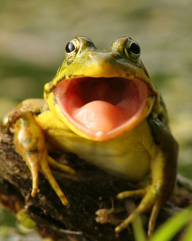 Ever wonder what your frog neighbors are ribbiting about? 🐸 Join our in-person FrogWatch training on Tuesday, March 11th and learn to tell frog species apart by their calls, monitor local populations, and be a hero for conservation! 

Can't hop on over? Our virtual training is available until the end of March! Sign up now at rwpzoo.org/frogwatch.