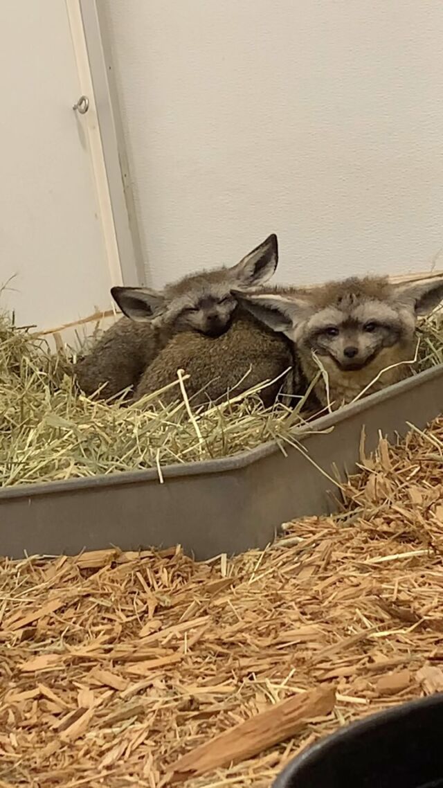 Rainy day snuggles 😌🌧️ 

📸 Keeper Isaac