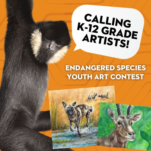 Friendly reminder - The 2025 Endangered Species Youth Art Contest is happening now! 🎨 Free & open to all New England kids K-12. Help their creativity run wild while raising awareness! 🖍️🐘

Deadline to enter is April 6th - More info at bit.ly/rwpzoo_artcontest