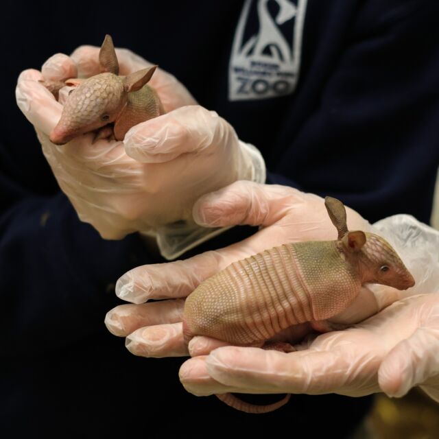 We are shell-abrating the arrival of four nine-banded armadillo pups! 🥰 Patsy and her pups are all doing well while bonding behind-the-scenes! Our animal and veterinary care teams will continue to monitor them. We look forward to sharing more pup-dates soon! 💙