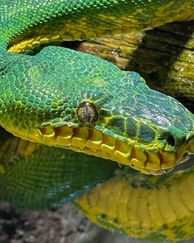 Who needs a four-leaf clover when you've got these green beauties? 💚 🍀 Our animals are always ready for St. Patrick's Day! They're proof that a little bit of magic is always around.