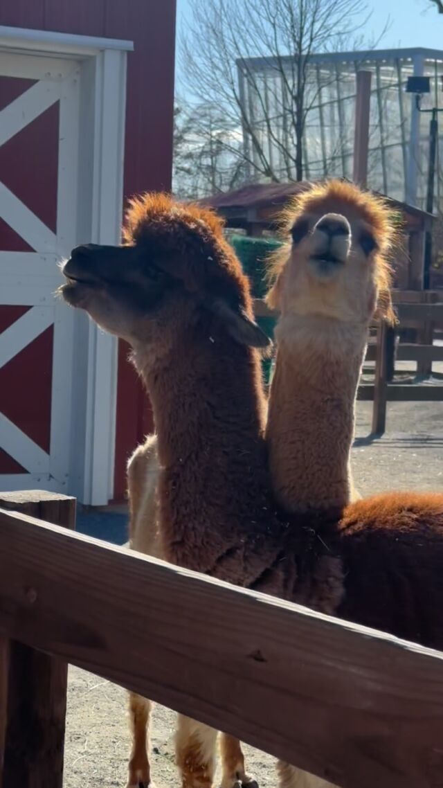 🔊 Sound on to hear two alpacas vocalizing! 

Alpacas communicate through body language, vocalizations, and even spitting. This video shows a dominance behavior between our alpacas Chloe and Maggie. Chloe is at the bottom of the hierarchy, so she is trying to assert her dominance. 

#alpacas #funnysounds #farm #alpacasofinstagram #zoo #rwpzoo