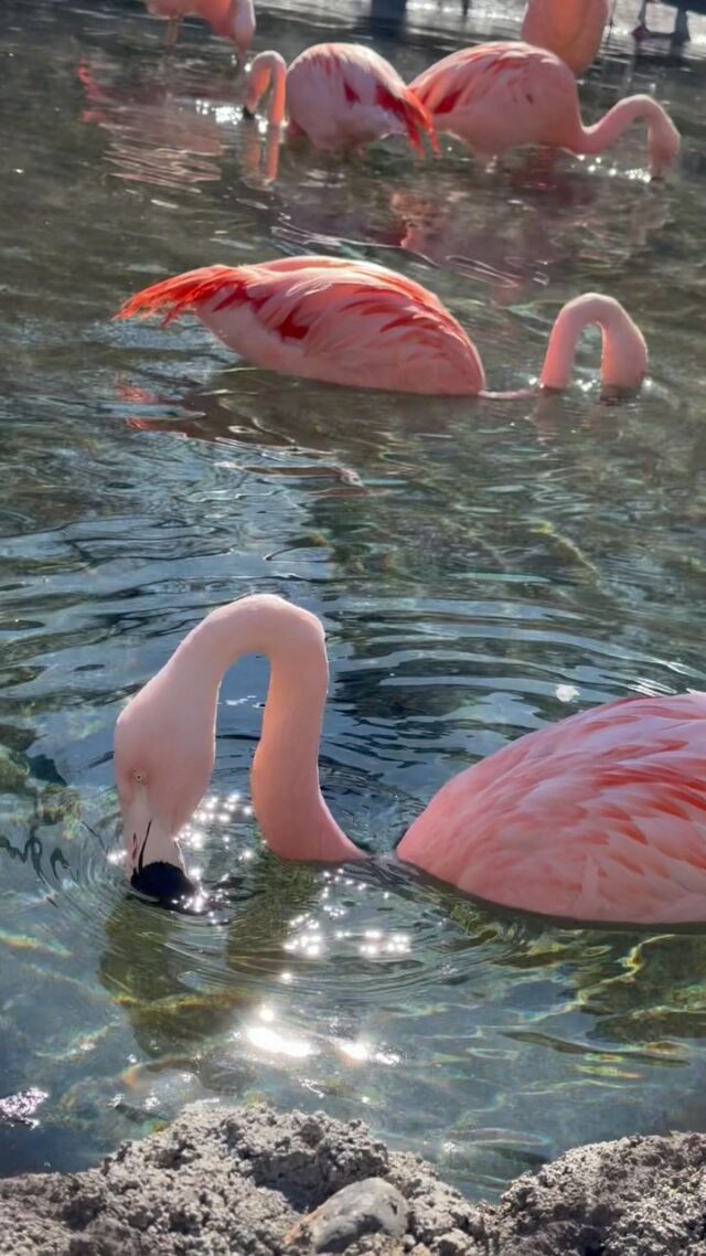 Start your Friday with some relaxing flamingo ASMR and chill vibes 😌🦩