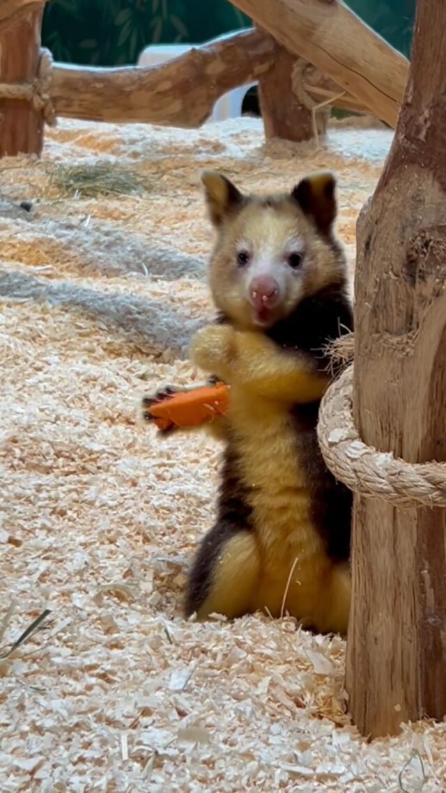 When the carrot is so good you can’t contain your excitement (or keep your balance) 🤪

📸 Keeper Mac