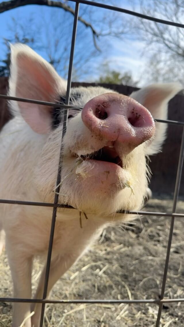 🐽 Some hogs and kisses to brighten your Monday! ☀️ 

#cutepigs #pigs #hogs #adorableanimals #zoo #rwpzoo