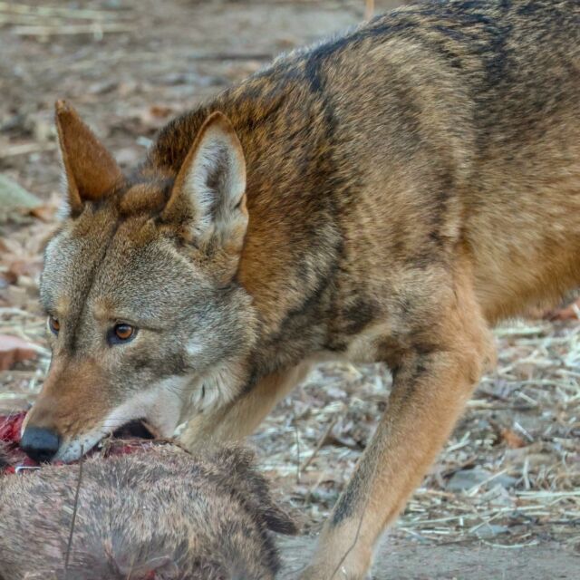 "Wolfing it down" took on a whole new meaning for Saluda and Frye! 🐺Our red wolves enjoyed some special enrichment: a deer carcass feed. 

This activity isn't just a meal; it provides crucial physical, mental, and social benefits, from dental health to strengthening their pack dynamics. Enrichment is crucial for our animals' well-being. We collaborate with RI DEM to ensure all roadkill deer are rigorously health-screened before being fed to our animals. Creating choice, change, and complexity in their lives is key to fostering species-typical behaviors and ensuring our animal family thrives.