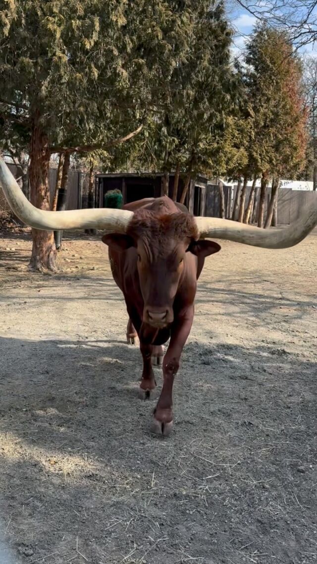 Look out, I think Sriracha likes you 😏 

Sriracha is an Ankole-Watusi Cow, known for their large distinctive horns. Their horns are symmetrical and have the largest circumference of any cattle breed. Thankfully, they have strong necks and a large shoulder muscle to help hold those big horns up!

 #motomoto #ilikeembig #watusi #cattle #cuteanimals #cutecows #zoo