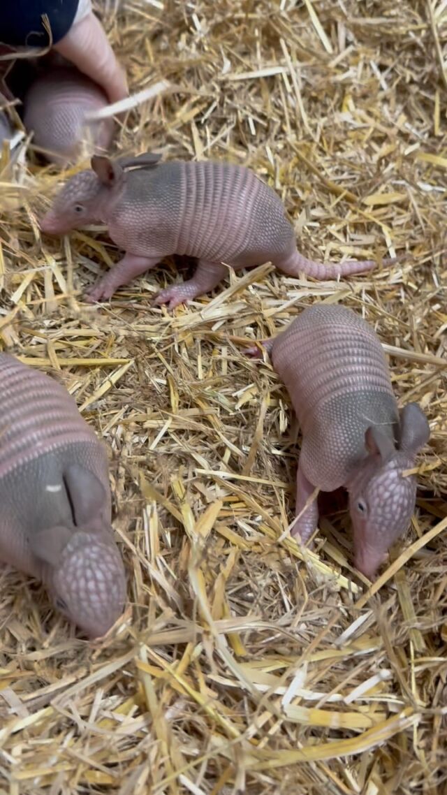 Armadillo pup-date- Patsy’s quadruplets are females! 💖 

We are happy to share that these curious cuties are doing well! They are exploring their behind-the-scenes habitat; sniffing and digging with mom leading the way. We hope to share their names real soon, so stay tuned! ☺️