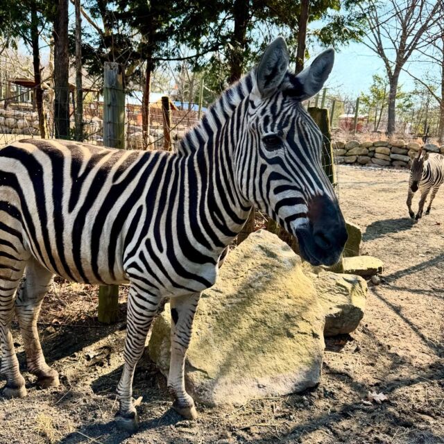 Happy 26th birthday to Zipper the zebra! 🖤🦓🤍