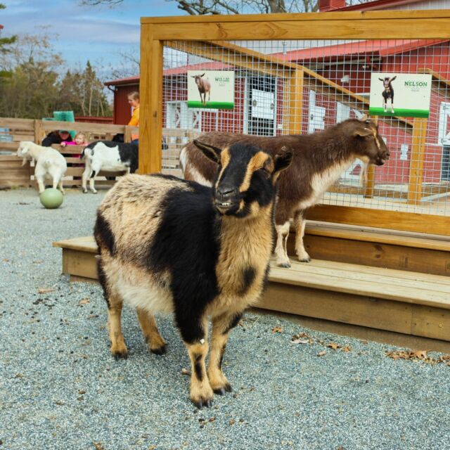 Spring is in the air at Hoofstock Heights!🌼 Happy first day of spring 🐐🍃🌤️

The Goat Yard will be open daily to guests starting April 1st (weather permitting).