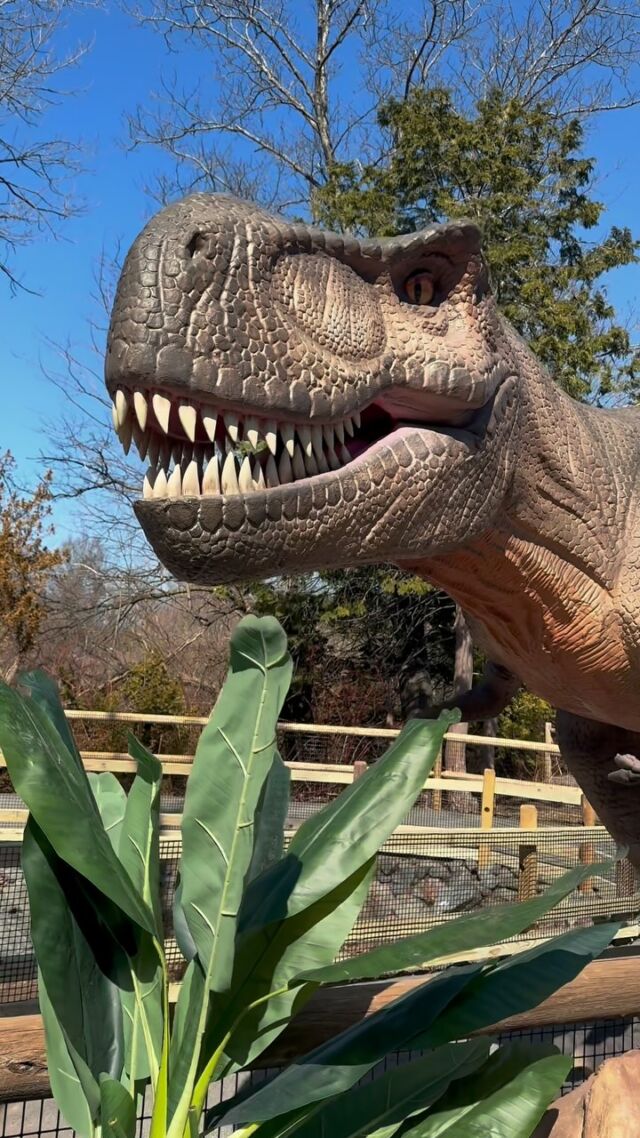 Something BIG has returned to the Zoo! 🦖 Back by popular demand- Return of the Dinosaurs is 2 weeks away! 🤯 

Embark on a Jurassic journey and come face-to-face with nearly 60 life-size animatronic dinosaurs. Danger, discovery, and dinos await! 🦖🔍🦴 Plan your adventure now >> rwpzoo.org/dinosaurs 👈🏼