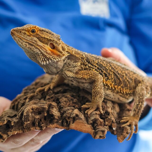 Learn the reptile care essentials with our 'Zoo Husbandry 101: Reptiles' program! 🦎🐍🐢

Meet one of our resident herpetologists (fancy way of saying reptile expert) and learn the basics of caring for our different reptile friends! With us, you will learn things like how your reptile habitat should be set up to what to have on hand if the power goes out and so much more! 

Learn more > rwpzoo.org/programs/zoo-husbandry-101-reptiles/