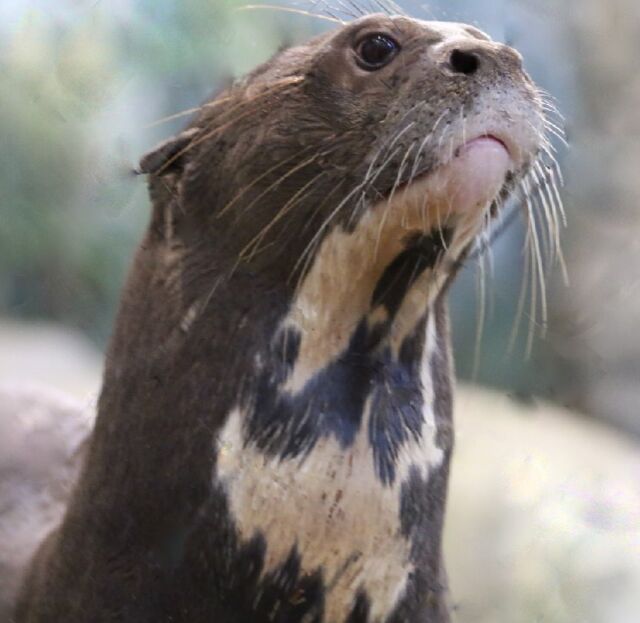 Romo, one of our resident giant otters, has been receiving specialized veterinary care for an ongoing medical issue. At 13 years old, Romo is considered geriatric in the giant otter world. Life expectancy for giant otters in the wild typically ranges from 10 to 13 years. 

Recently, Romo’s zookeepers noticed a shift in his behavior; he was eating less and seemed less energetic. A comprehensive medical evaluation, including an ultrasound, revealed masses in his spleen, later confirmed to be cancerous from diagnostic samples. Our veterinary team reached out to a network of veterinary oncologists to explore treatment options. The consensus was to try oral chemotherapy, a treatment that has shown promise in dogs.
 
“We’re using a lower dose of chemotherapy, focusing on slowing the progression of the cancer and keeping Romo comfortable,” stated Director of Veterinary Services Dr. Kimberlee Wojick. “Our team is closely monitoring him for any side effects and are prepared to adjust the dosage or discontinue treatment if necessary. Our priority is his comfort and well-being.”
 
Romo appears to be responding well to chemotherapy and other supportive care. His appetite has improved, and he is acting more like himself again. While the future remains uncertain, our dedicated veterinary team, along with the unwavering support of his zookeepers, is committed to providing Romo with the highest level of care, compassion, and expertise for as long as he has.