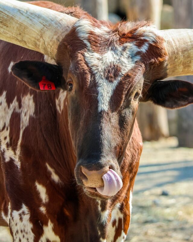 Well, that's one way to pick your nose, Wasabi! 🤪 #tongueouttuesday