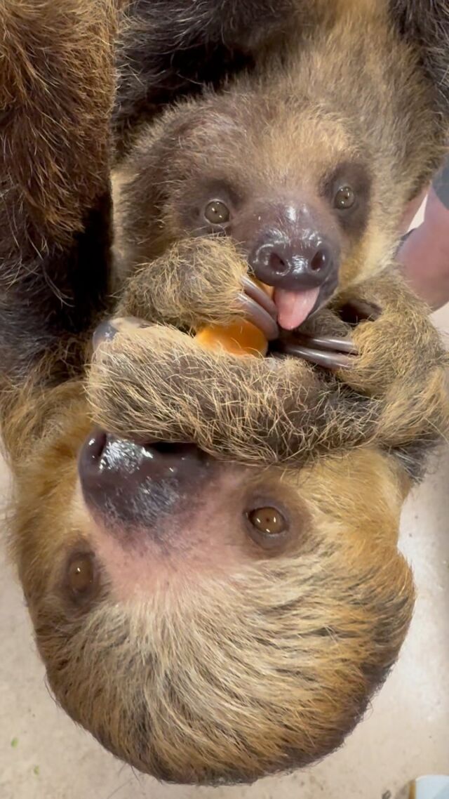 Monday Munchies with Fiona and Scout! 😋🍠
•
•
•
#munch #animalseating #linnestwotoedsloth #sloth #adorableanimals #animalsofinstagram #zoo